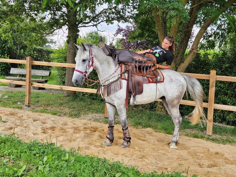 Pozostałe rasy Wałach 5 lat 156 cm Siwa in Linkenbach