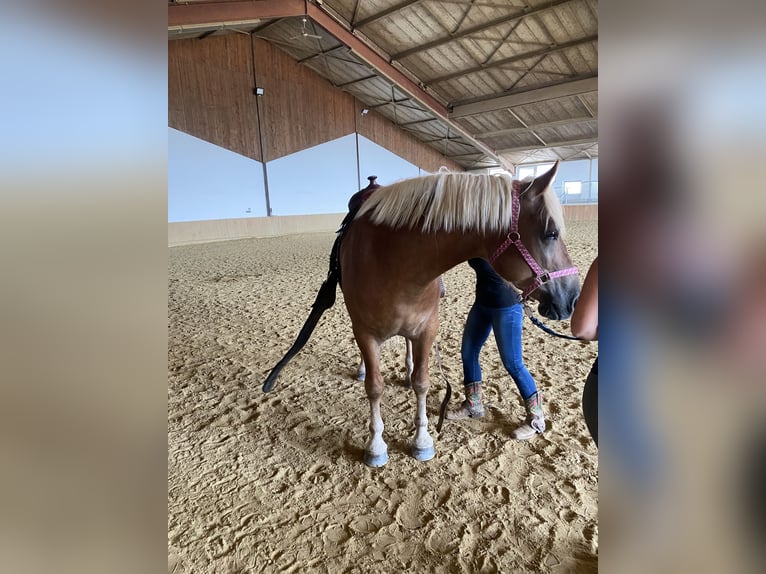 Pozostałe rasy Mix Wałach 5 lat 162 cm Bułana in Gerasdorf