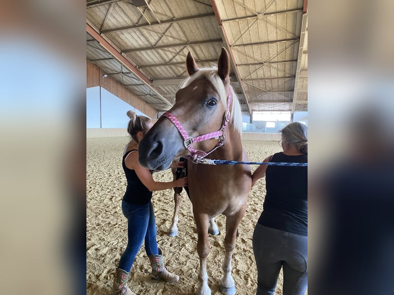 Pozostałe rasy Mix Wałach 5 lat 162 cm Bułana in Gerasdorf