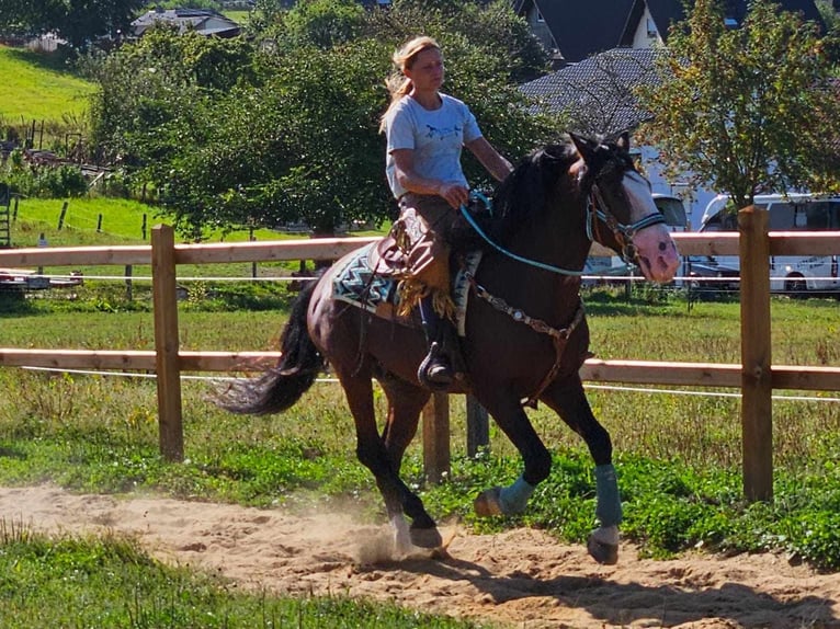 Pozostałe rasy Wałach 6 lat 158 cm Gniada in Linkenbach