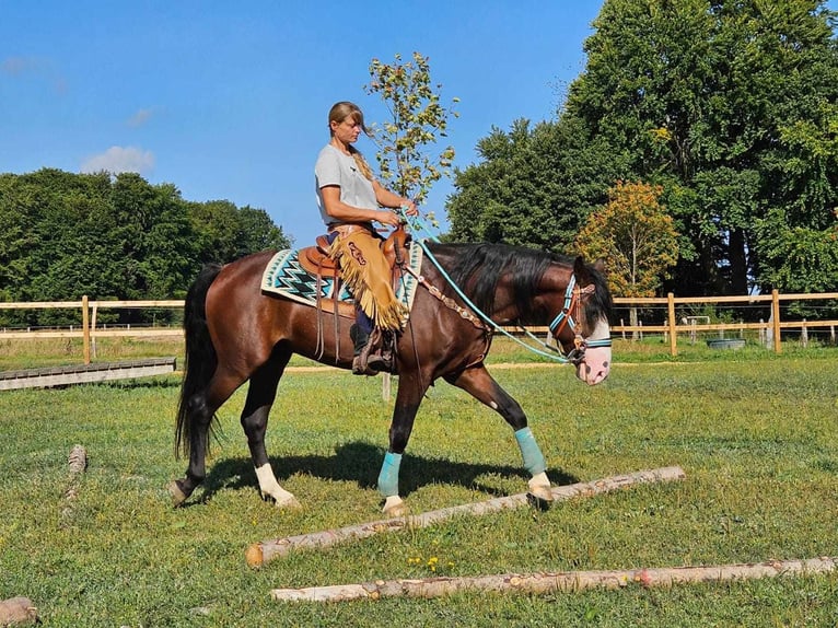 Pozostałe rasy Wałach 6 lat 158 cm Gniada in Linkenbach