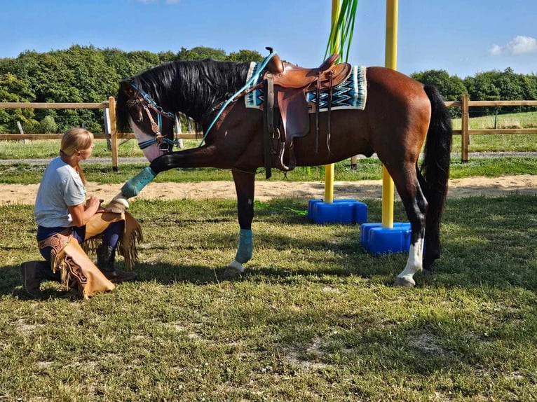 Pozostałe rasy Wałach 6 lat 158 cm Gniada in Linkenbach