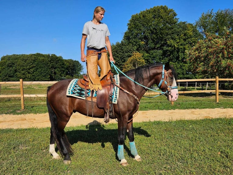 Pozostałe rasy Wałach 6 lat 158 cm Gniada in Linkenbach