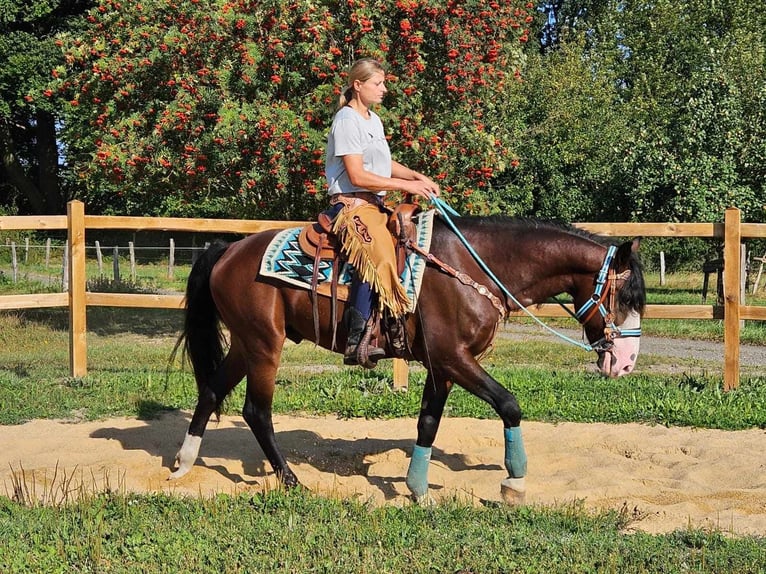 Pozostałe rasy Wałach 6 lat 158 cm Gniada in Linkenbach