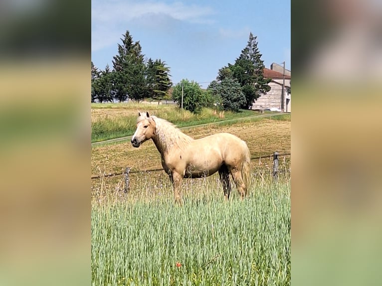 PRE Mestizo Caballo castrado 10 años 149 cm Palomino in Goudourville