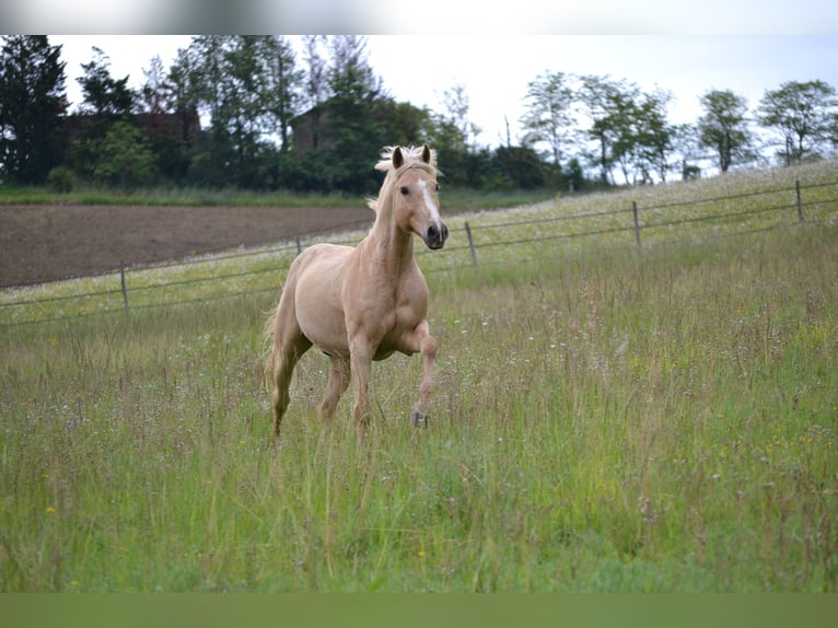 PRE Mestizo Caballo castrado 10 años 149 cm Palomino in Goudourville