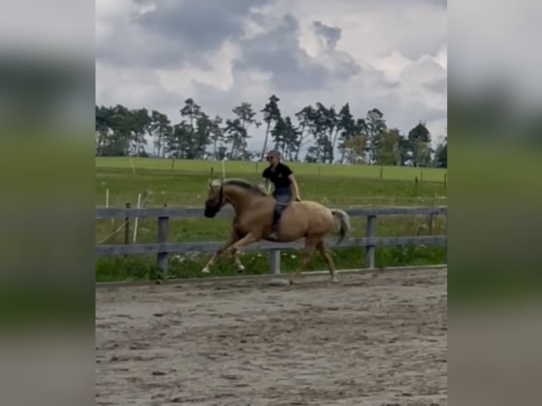 PRE Mestizo Caballo castrado 10 años 151 cm Palomino in Waldshut