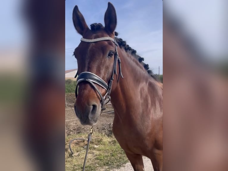 PRE Mestizo Caballo castrado 10 años 155 cm Castaño in Montpellier