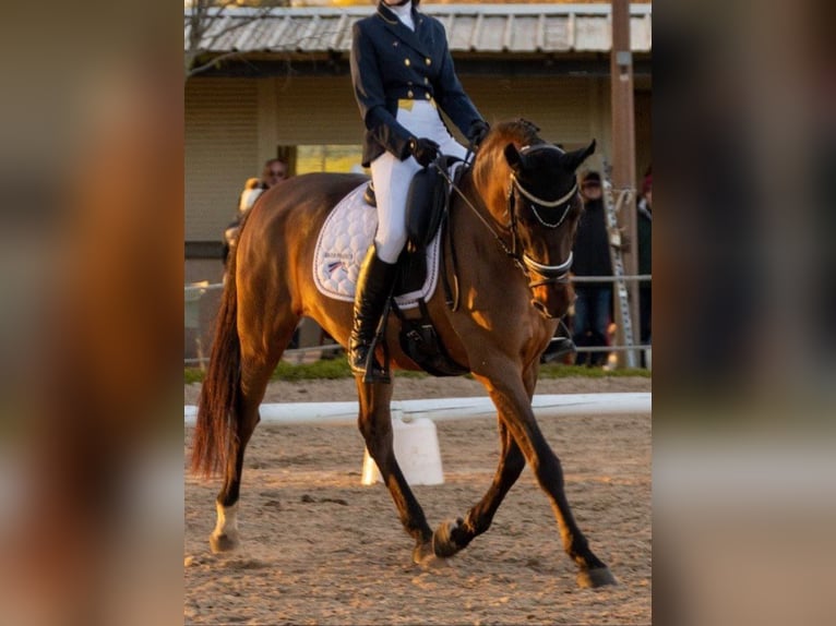 PRE Mestizo Caballo castrado 10 años 155 cm Castaño in Montpellier