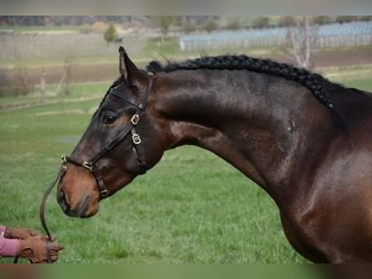 PRE Caballo castrado 10 años 155 cm Castaño oscuro in Kaufering
