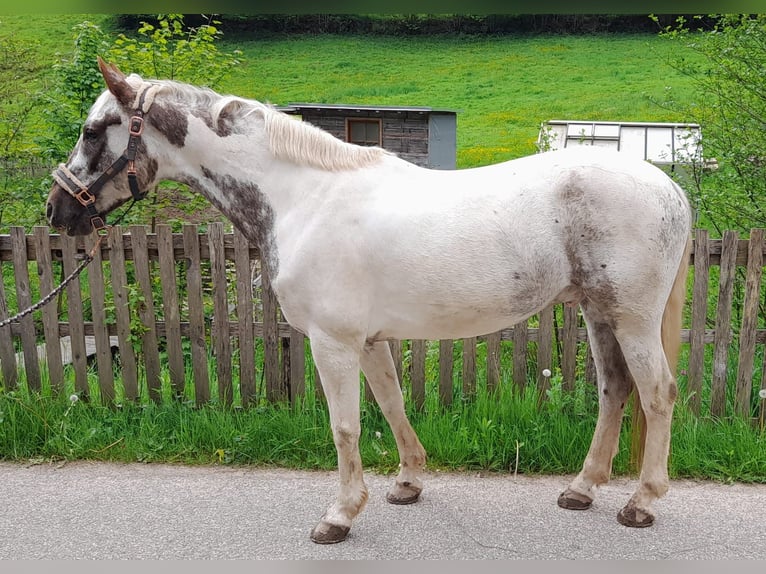 PRE Mestizo Caballo castrado 10 años 155 cm Pío in Gutach (Schwarzwaldbahn)