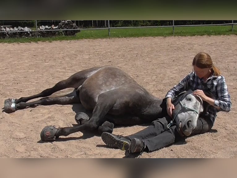 PRE Caballo castrado 10 años 155 cm Tordillo negro in Titisee-Neustadt