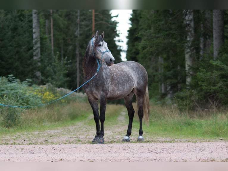 PRE Caballo castrado 10 años 155 cm Tordillo negro in Titisee-Neustadt