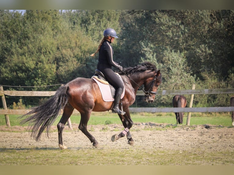 PRE Mestizo Caballo castrado 10 años 157 cm Castaño oscuro in Lisserbroek