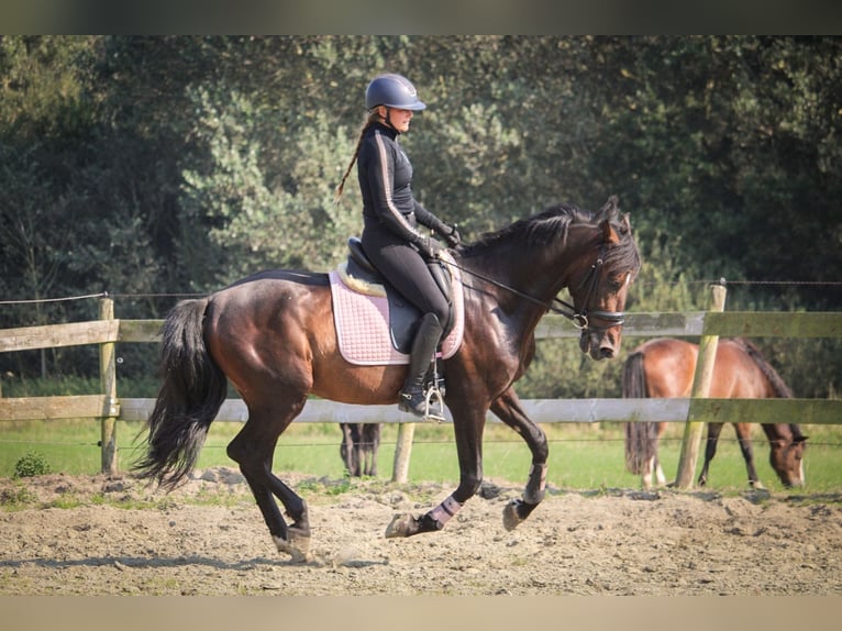 PRE Mestizo Caballo castrado 10 años 157 cm Castaño oscuro in Lisserbroek