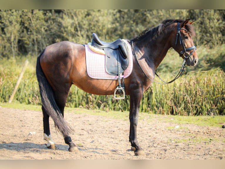 PRE Mestizo Caballo castrado 10 años 157 cm Castaño oscuro in Lisserbroek