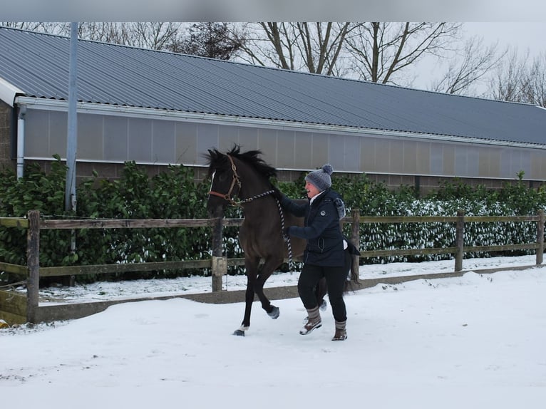 PRE Caballo castrado 10 años 157 cm Negro in Zierikzee