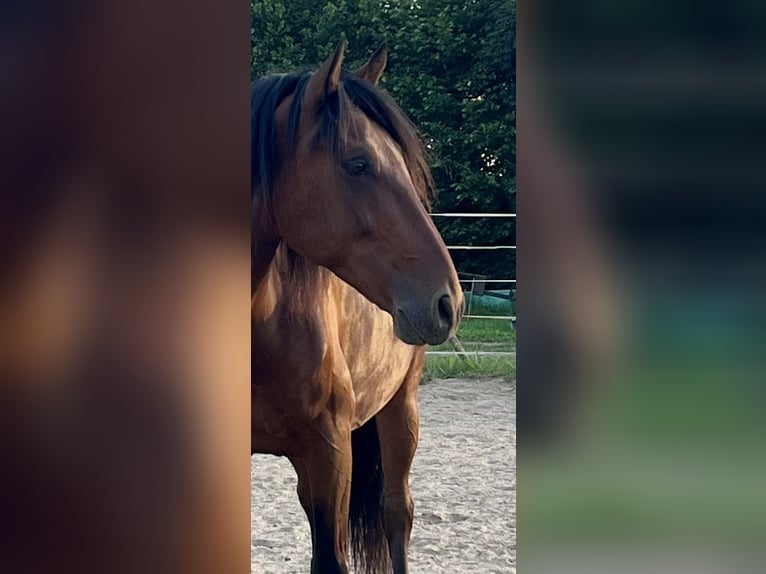 PRE Mestizo Caballo castrado 10 años 158 cm Castaño in Bad Segeberg