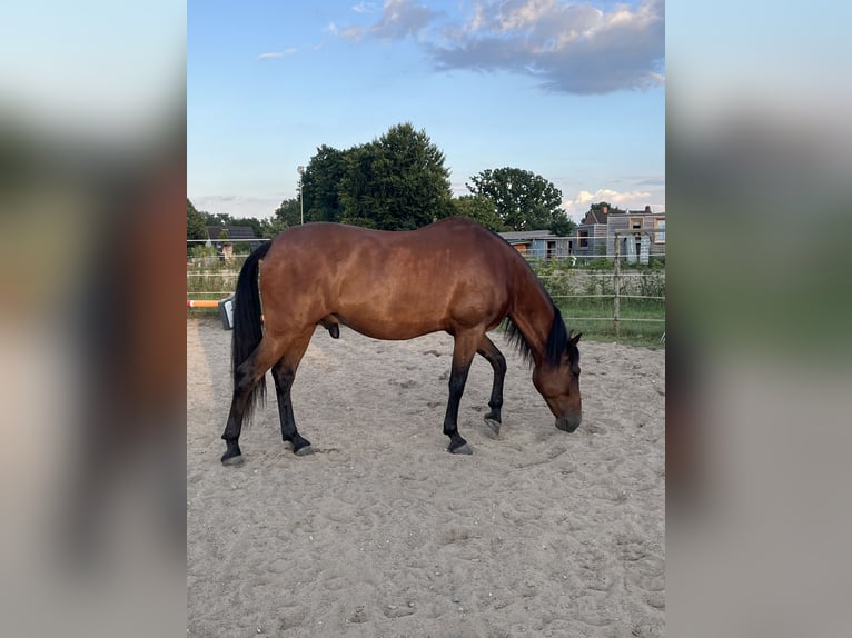 PRE Mestizo Caballo castrado 10 años 158 cm Castaño in Bad Segeberg