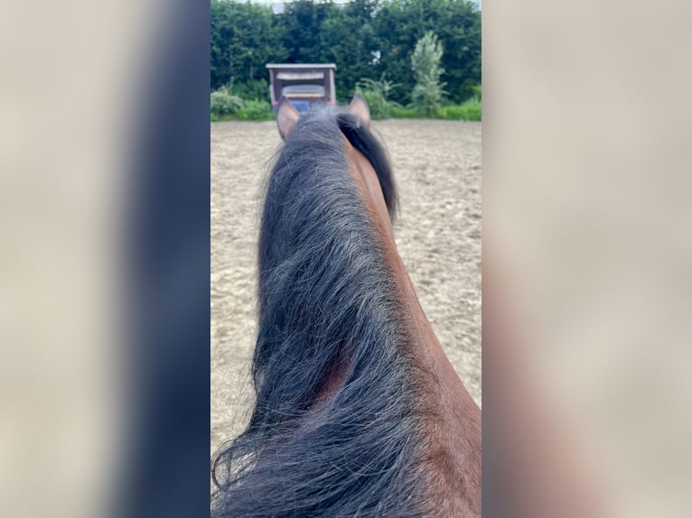 PRE Mestizo Caballo castrado 10 años 158 cm Castaño in Bad Segeberg