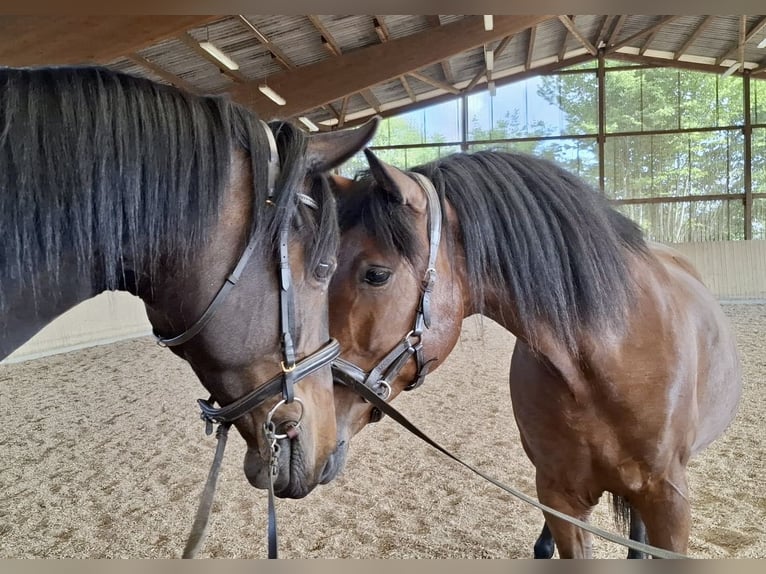 PRE Mestizo Caballo castrado 10 años 158 cm Castaño in Bad Segeberg
