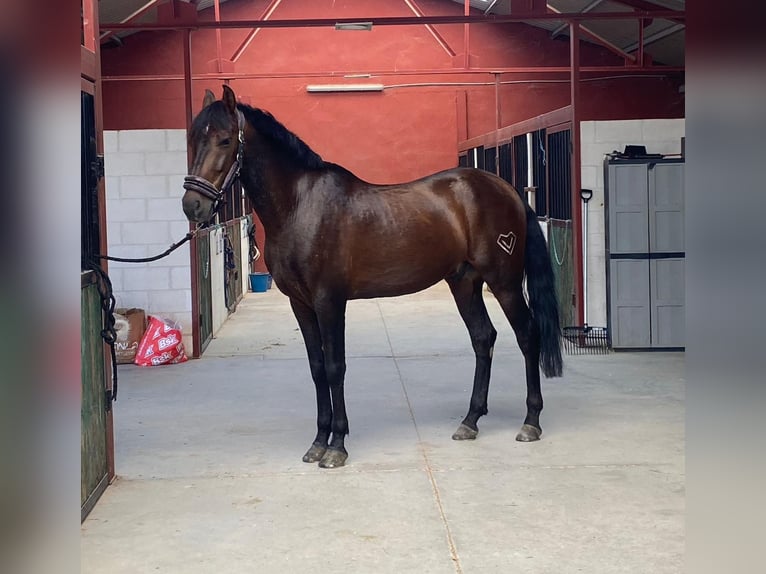 PRE Caballo castrado 10 años 158 cm Castaño in Simancas