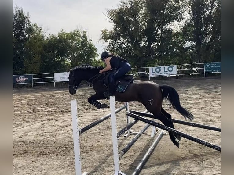 PRE Caballo castrado 10 años 158 cm Castaño in Simancas