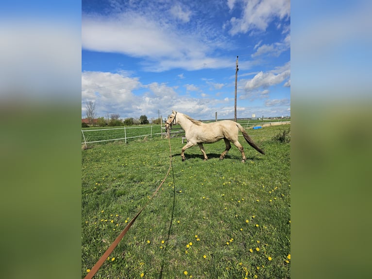 PRE Mestizo Caballo castrado 10 años 158 cm Palomino in Großkrut