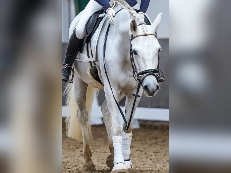 PRE Mestizo Caballo castrado 10 años 158 cm Tordo in Bremen