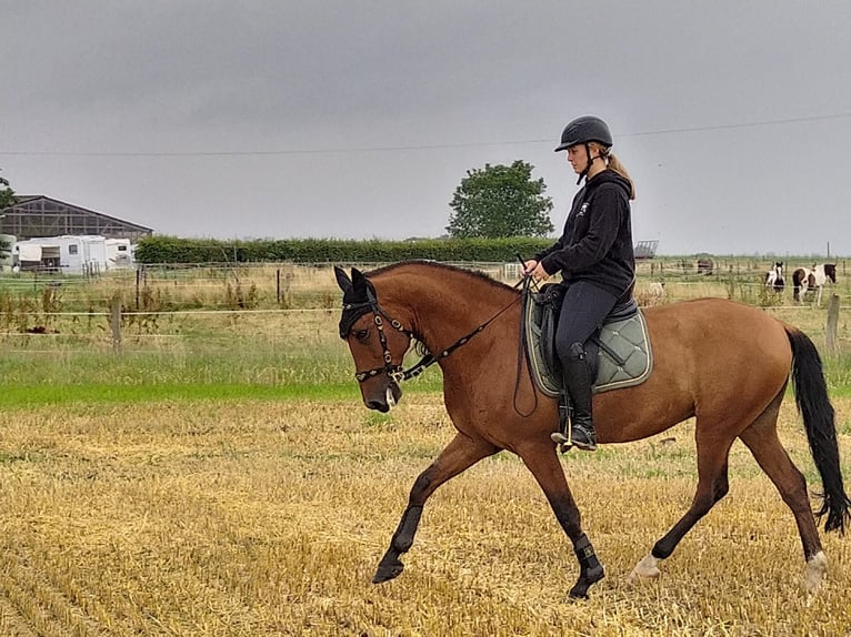 PRE Mestizo Caballo castrado 10 años 160 cm Castaño in D&#xFC;sseldorf
