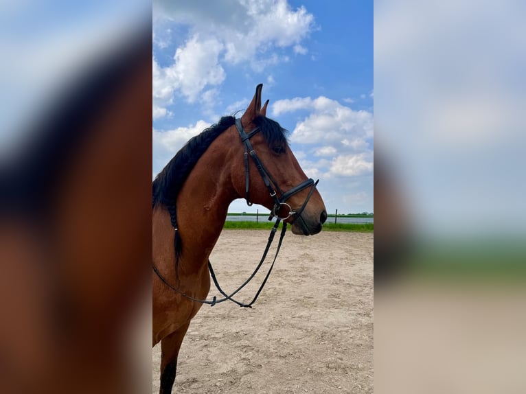 PRE Mestizo Caballo castrado 10 años 160 cm Castaño in D&#xFC;sseldorf