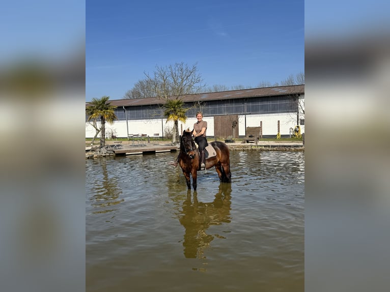 PRE Mestizo Caballo castrado 10 años 160 cm Castaño oscuro in Elsdorf