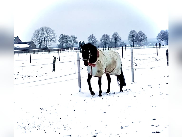 PRE Mestizo Caballo castrado 10 años 160 cm Castaño oscuro in Elsdorf