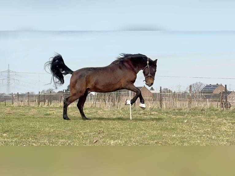 PRE Mestizo Caballo castrado 10 años 160 cm Castaño oscuro in Elsdorf