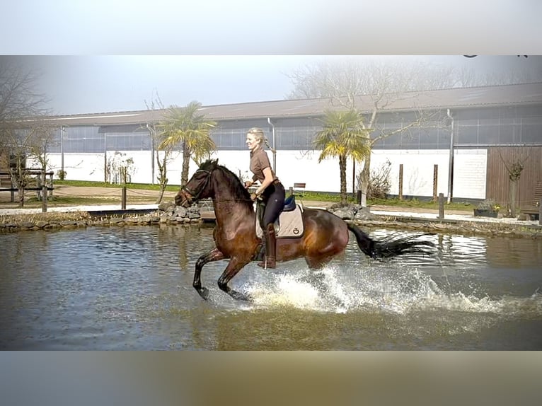 PRE Mestizo Caballo castrado 10 años 160 cm Castaño oscuro in Elsdorf