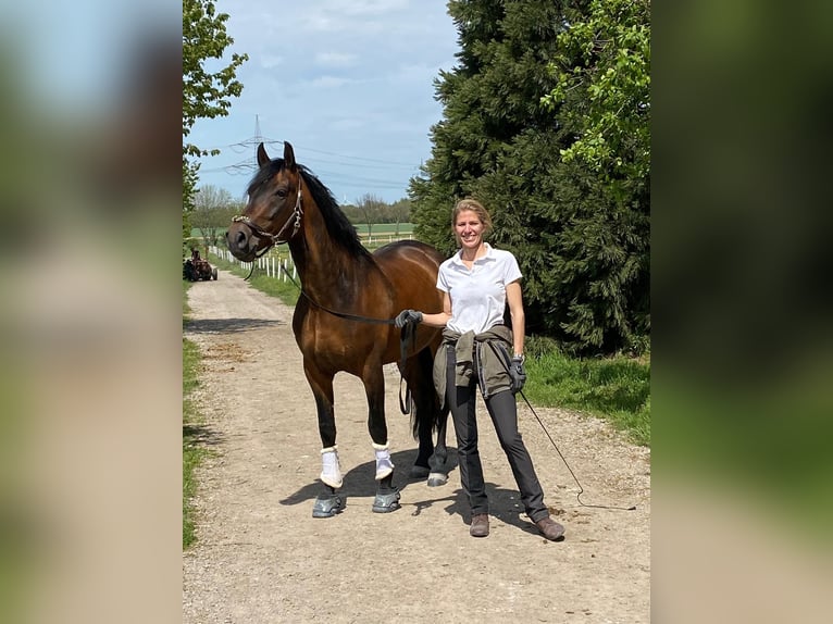 PRE Mestizo Caballo castrado 10 años 160 cm Castaño oscuro in Elsdorf