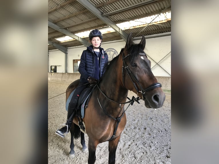 PRE Mestizo Caballo castrado 10 años 160 cm Castaño oscuro in Elsdorf