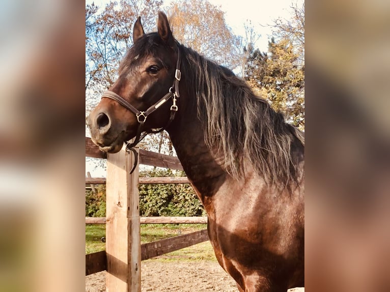 PRE Mestizo Caballo castrado 10 años 160 cm Castaño oscuro in Elsdorf