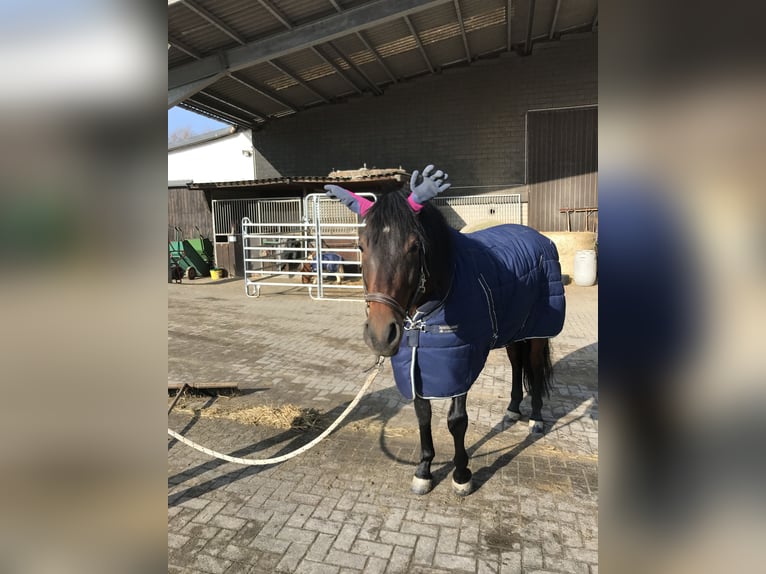 PRE Mestizo Caballo castrado 10 años 160 cm Castaño oscuro in Elsdorf