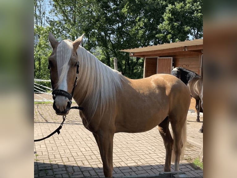 PRE Caballo castrado 10 años 160 cm Negro in Muhlbach sur Bruche