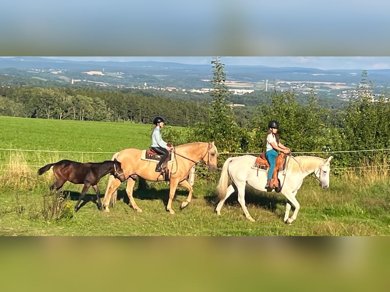 PRE Caballo castrado 10 años 160 cm Palomino in Plauen