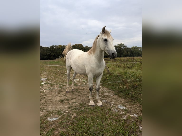 PRE Mestizo Caballo castrado 10 años 160 cm Tordo in Excenevex