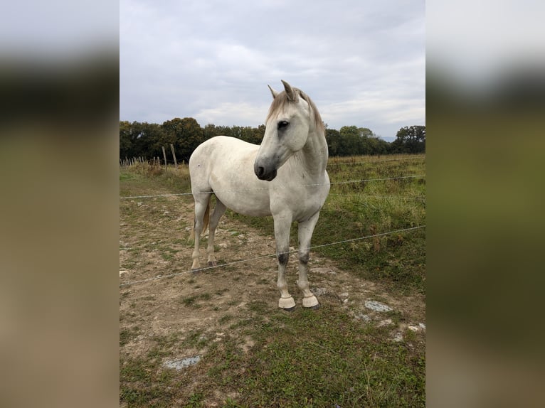 PRE Mestizo Caballo castrado 10 años 160 cm Tordo in Excenevex