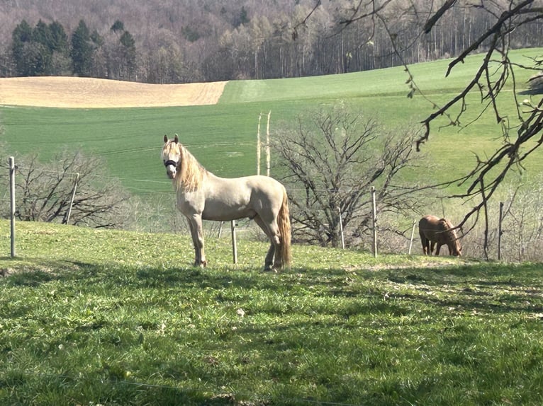 PRE Mestizo Caballo castrado 10 años 161 cm Perlino in St. Ursen