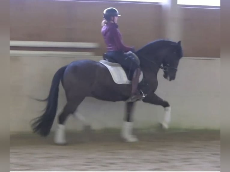 PRE Mestizo Caballo castrado 10 años 162 cm Morcillo in Beckum