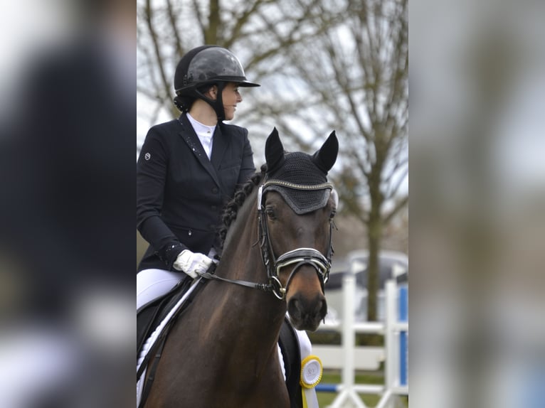 PRE Caballo castrado 10 años 162 cm Morcillo in Emmerich