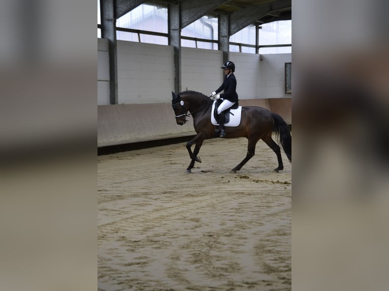 PRE Caballo castrado 10 años 162 cm Morcillo in Emmerich
