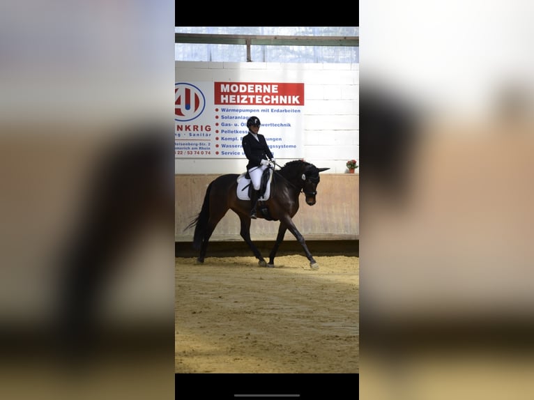PRE Caballo castrado 10 años 162 cm Morcillo in Emmerich