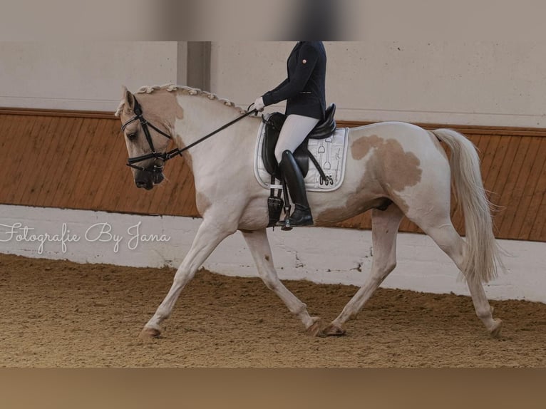 PRE Mestizo Caballo castrado 10 años 162 cm Pío in Hiddenhausen