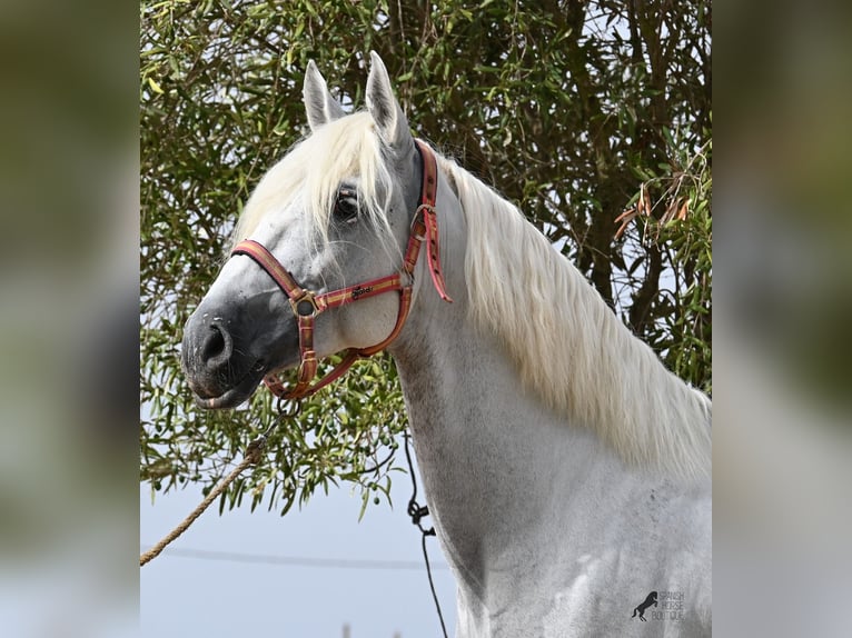 PRE Mestizo Caballo castrado 10 años 162 cm Tordo in Mallorca